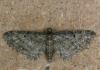 Eupithecia subfuscata